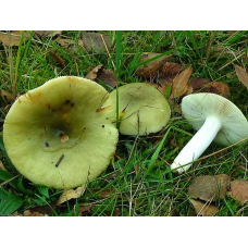 Мицелий Сыроежки зеленой (Russula aeruginea)
